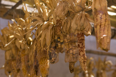 Close-up of dry leaves hanging on branch