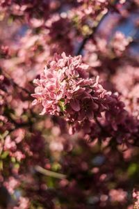 Close-up of pink cherry blossoms in spring