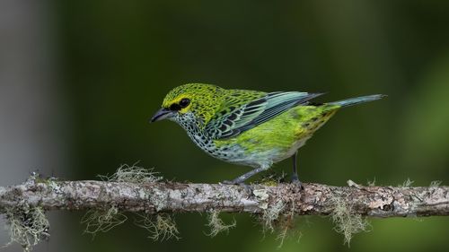 Close-up of bird perching on branch