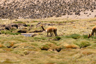 Lioness drinking water