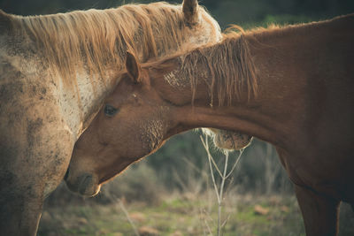 Profile view of two domestic horses crossing heads