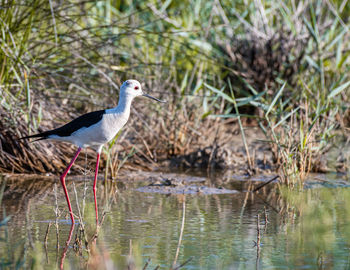 Seagull perching on a lake