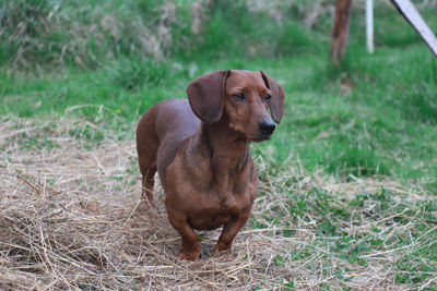 Dog standing in grass