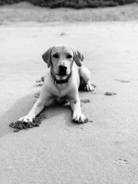 Portrait of dog sitting on land