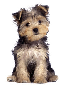 Close-up of a dog over white background