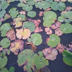 High angle view of water lily in lake