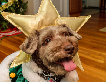 Close-up portrait of dog