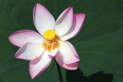 Close-up of white water lily