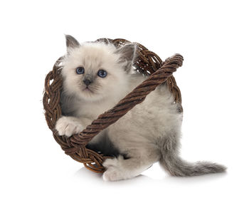 Close-up portrait of a cat against white background