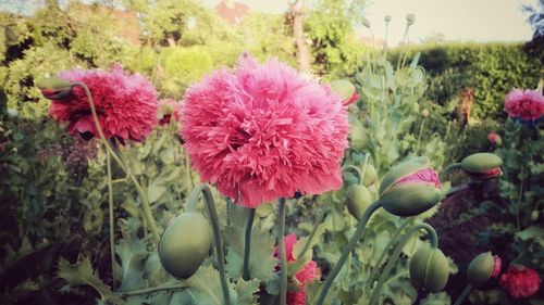 Close-up of pink flowers