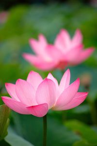 Close-up of pink flowers