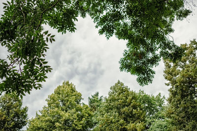 Low angle view of trees against sky