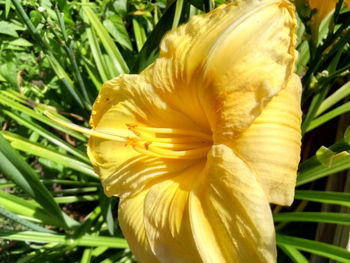 Close-up of yellow flowering plant