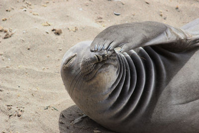 Close-up of sea lion on sand at beach