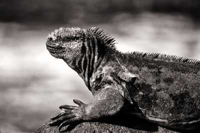 Close-up of a reptile on rock