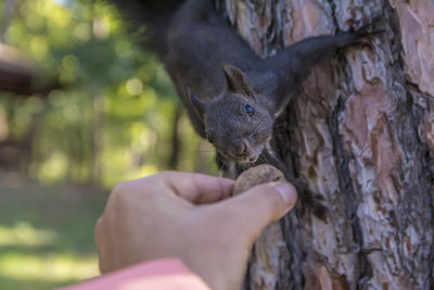 Close-up of hand holding squirrel