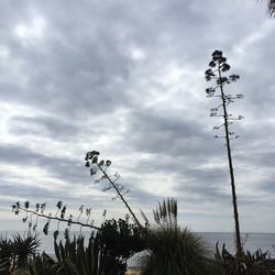 Low angle view of plants against cloudy sky