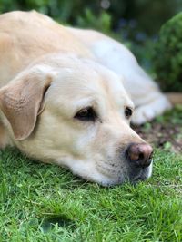 Close-up of a yellow labrador resting on field