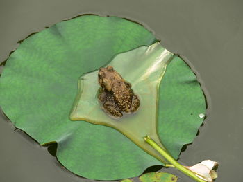 High angle view of frog on leaf floating over lake