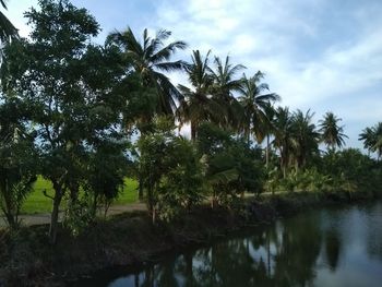 Scenic view of palm trees by lake against sky