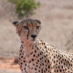 Cheetah on field looking away