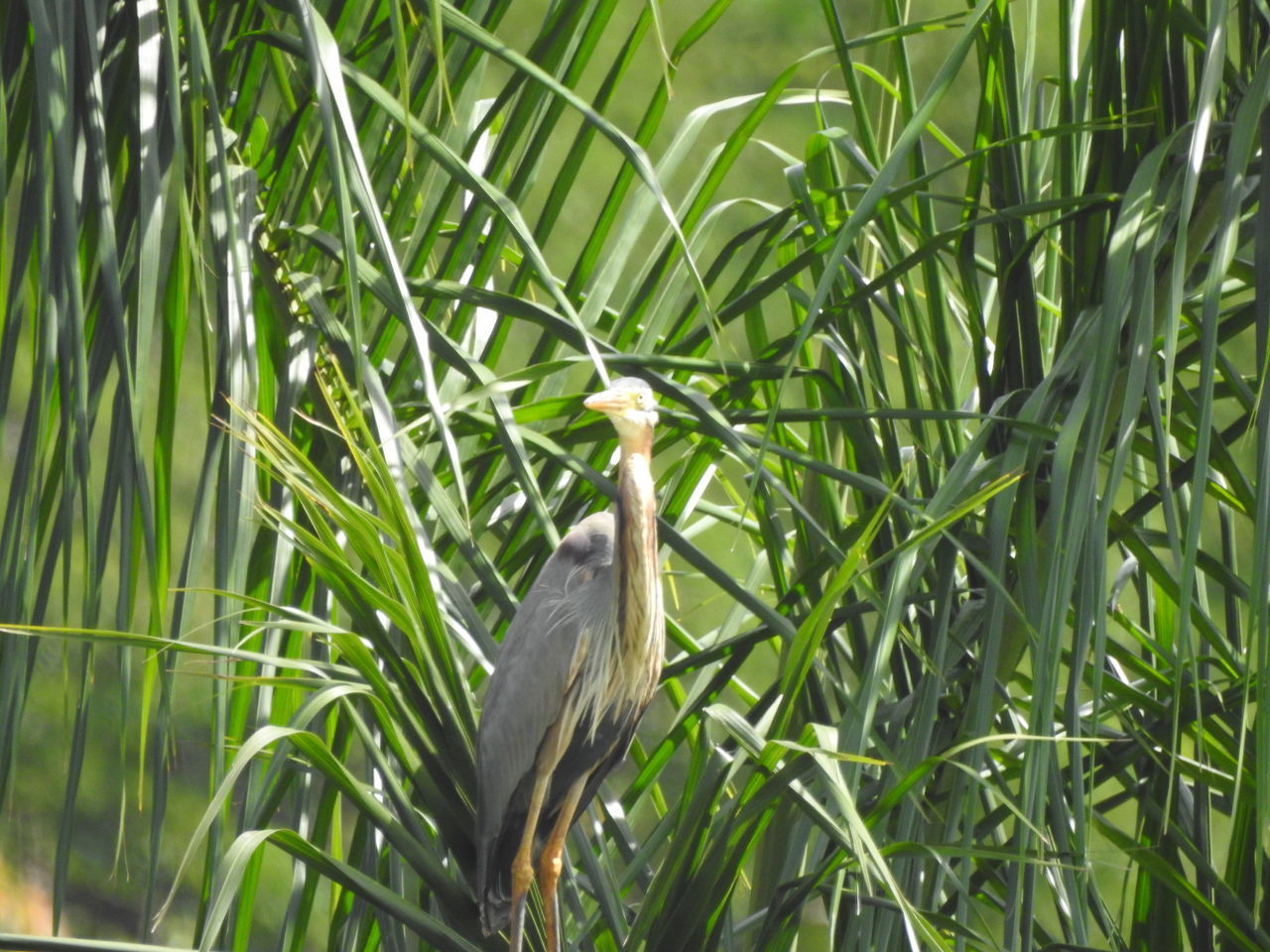 VIEW OF A BIRD PERCHING ON A PLANT