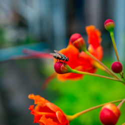 Flies perched on red pollen.