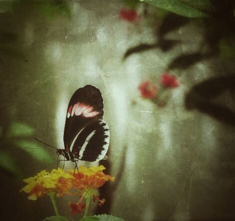 CLOSE-UP OF BUTTERFLY ON LEAF