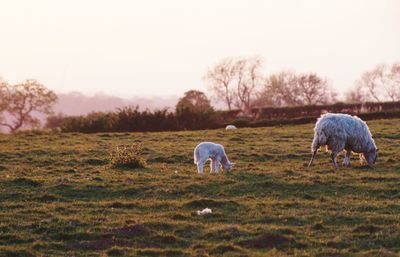 Sheep grazing in a field