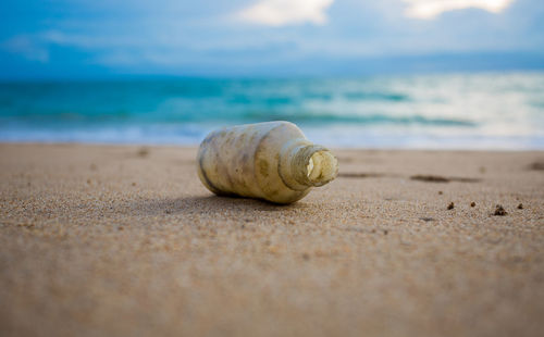 Close-up of shell on beach