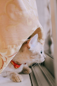 Close-up of a cat looking away