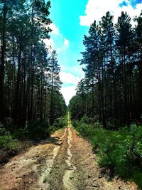 Dirt road amidst trees in forest against sky