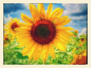 Close-up of sunflower