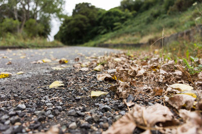 Close-up of dry leaves on road