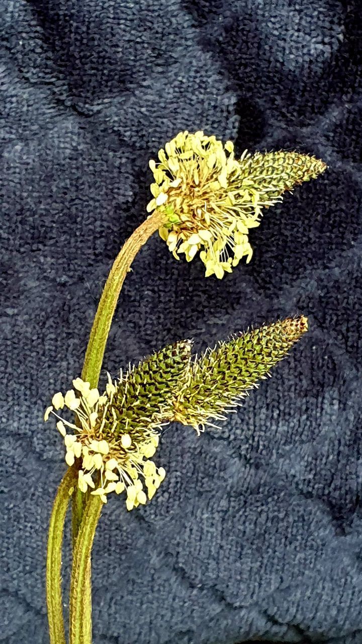 HIGH ANGLE VIEW OF YELLOW FLOWER ON FLOOR AGAINST WALL