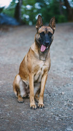 Portrait of dog on road