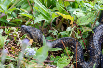 Close-up of snake