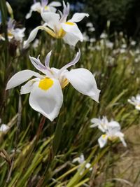 Close-up of white crocus blooming outdoors