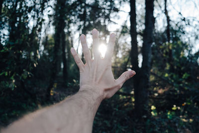 Cropped image of hand against sunlight streaming through trees