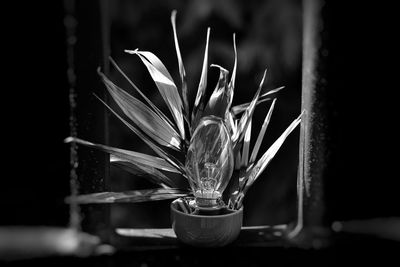 Close-up of potted plant in vase