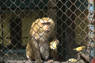 View of chainlink fence in cage at zoo