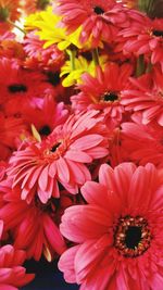 Close-up of pink flowers