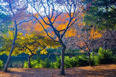 Autumn trees in forest