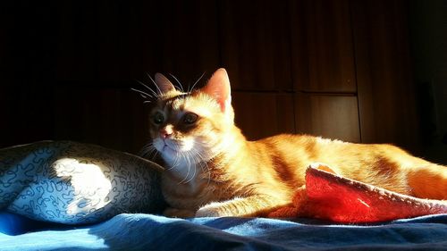 Close-up portrait of a cat