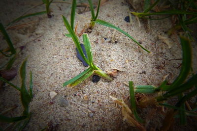 High angle view of insect on plant