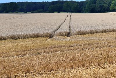 Scenic view of field