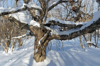 Snow covered tree in forest