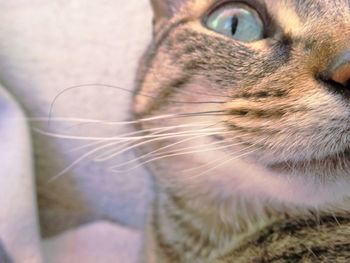 Close-up portrait of cat