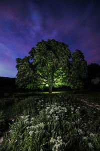 Trees on field against sky