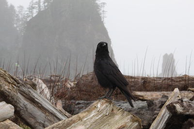 Bird perching on wooden log